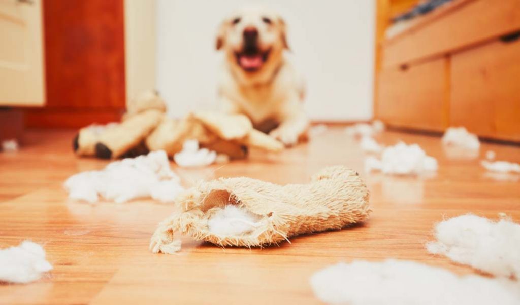 unacceptable behaviors of dog